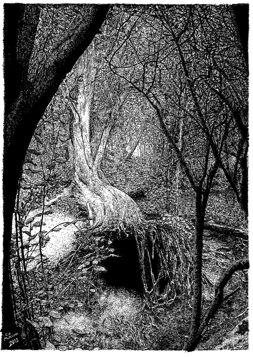 Indian Ink on paper. 12 H x 10 W in.  View of a fallen tree in Highwoods Country Park Colchester.  Signed limited edition (100) Giclee prints available. (£60) 12 H x 10 W in snublic